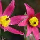 Red pasque flower